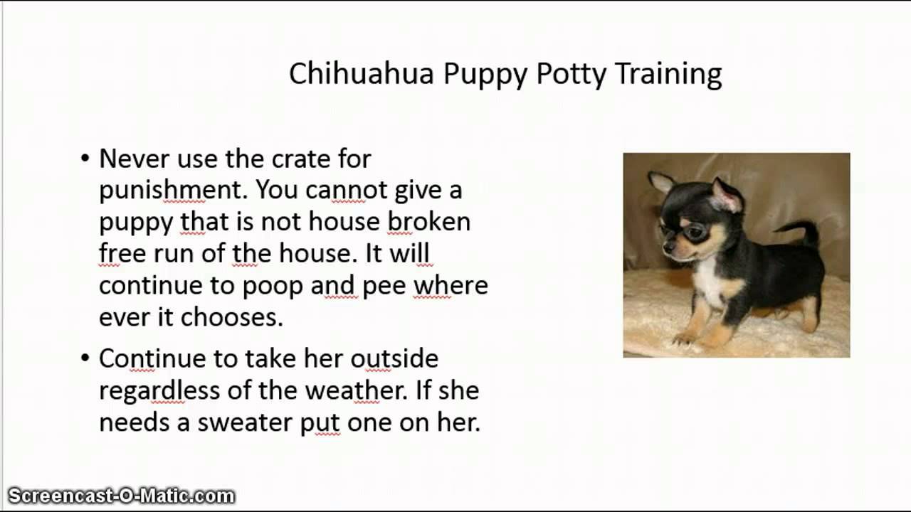 How Can I Potty Train My Chihuahua Free Mini Course Youtube