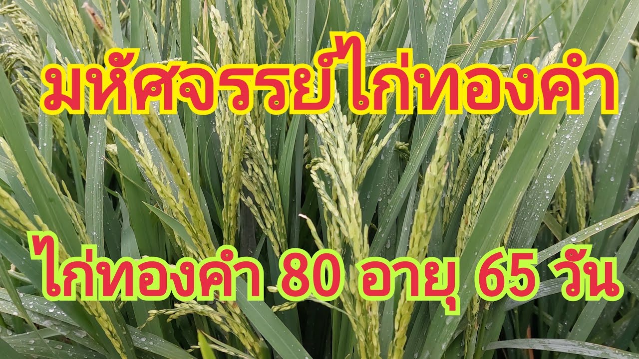 มหัศจรรย์ ไก่ทองคำ  พันธุ์ข้าวไก่ทองคำ 80 อายุ 65 วัน  🌾🌾 สนใจพันธุ์ข้าว 0899428684