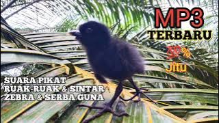 Terbaru ⁉️ Suara pikat anakan Weris Itang 