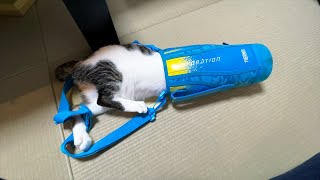 水筒になった猫