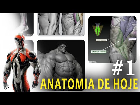Anatomy for Sculptors - Referências de Anatomia no Artstation - Achados de Hoje