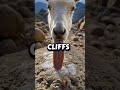 Feeding… at the edge of death. #naturevideo #animals #wildlife #earth #documentary
