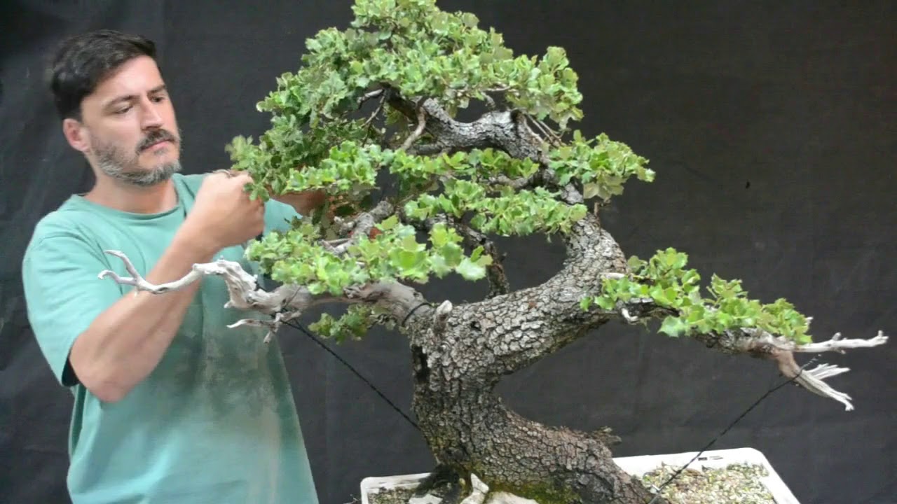 Primeros trabajos en esta Encina.