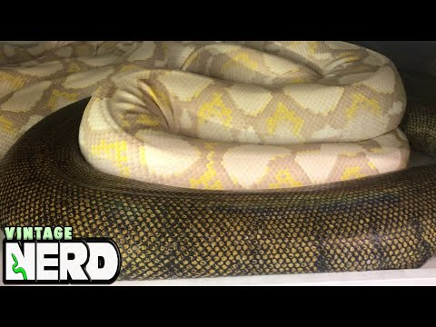 Breeding GIANT PYTHONS - Breeders Notes.