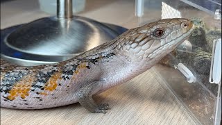 VENOMOUS & Non Venomous Animals, Fish, & Reptiles!