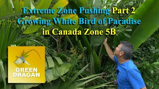 Extreme Zone Pushing Part 2, Growing White Bird Of Paradise Zone 5B Canada