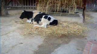 Learn Portuguese Farm Animals Vocabulary