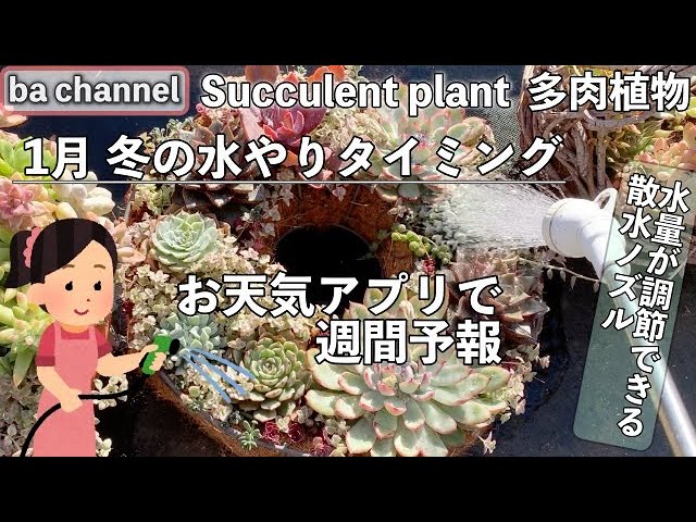 167 多肉植物 1月冬の水やりタイミング 水量調節できる散水ノズル紹介succulent Youtube