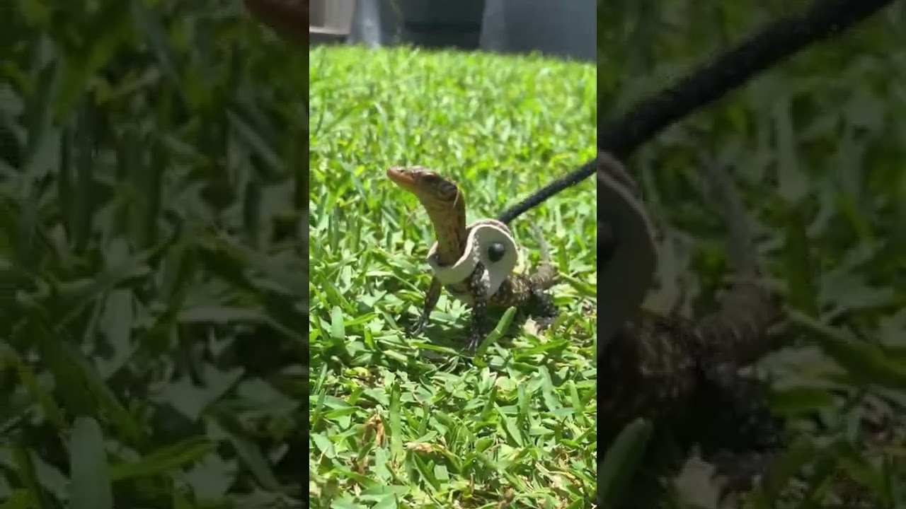 Walking a Mini Dino🦖—