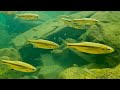 Relaxing underwater video of a mountain river. 10 hours for relaxation and sleep.