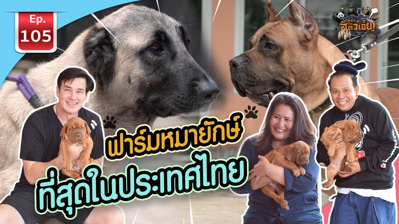 หมาพันธ์ใหญ่  New  ฟาร์มหมายักษ์ที่สุดในประเทศไทย - เพื่อนรักสัตว์เอ๊ย EP.105
