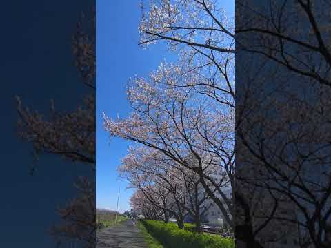 『鶴見川沿いのソメイヨシノ2020』  F15