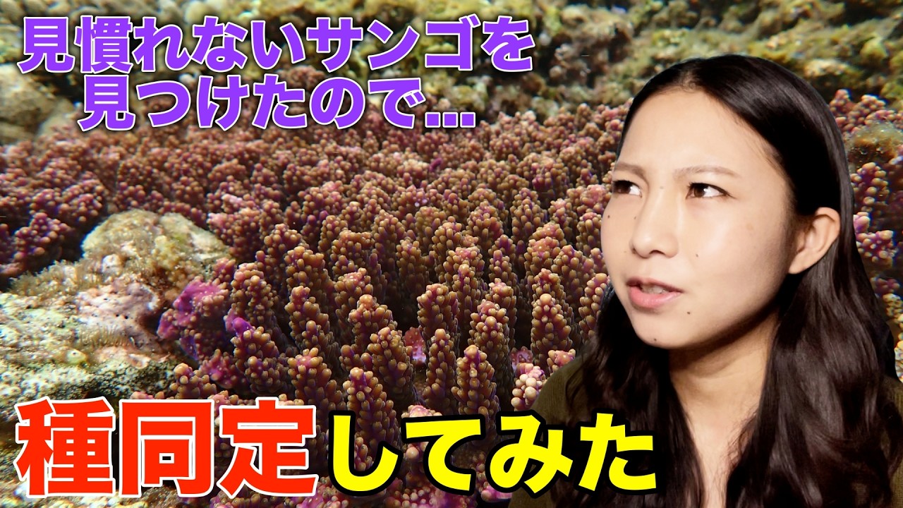 サンゴの種類を見分ける方法を研究者が教えます！【種同定】 - YouTube