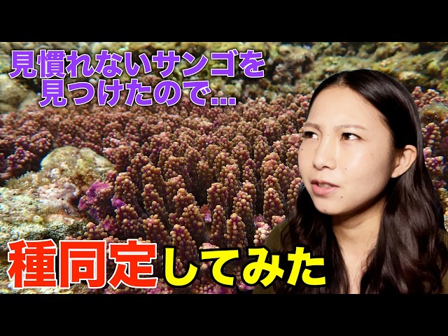 サンゴの種類を見分ける方法を研究者が教えます！【種同定】 - YouTube