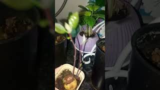 Интересный рост Авокадо🥑 #plants #авокадо #садоводничество #растения #садоводничество #цветыдлядома