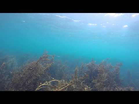 Diving with Orcas - Little Barrier, New Zealand