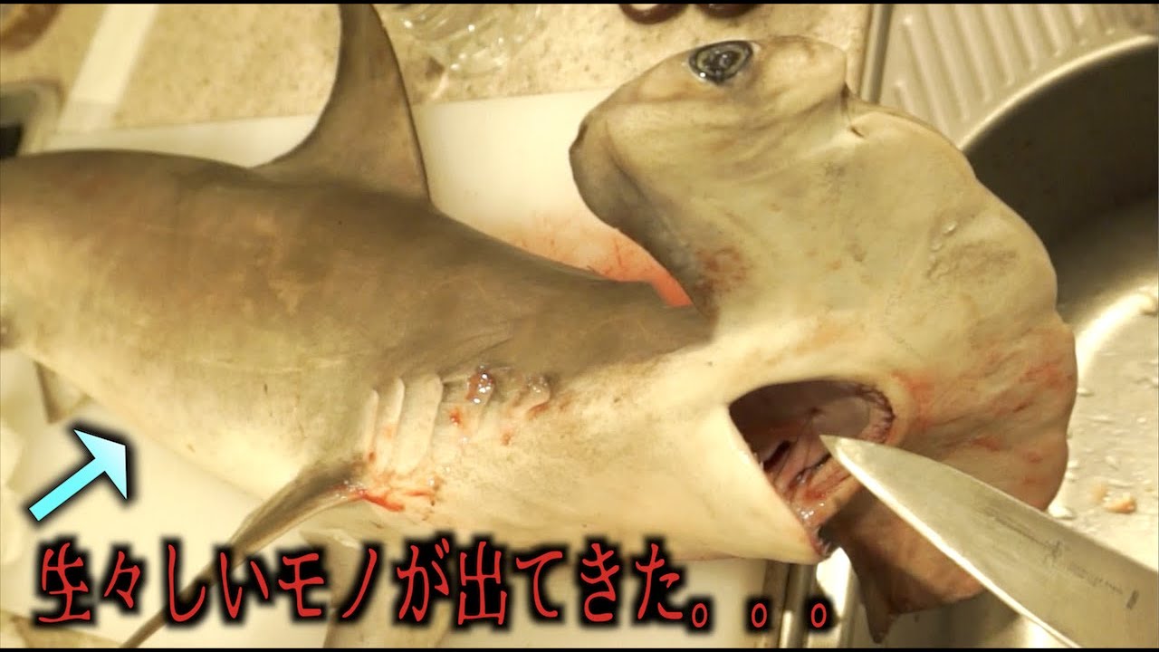 When a man-eating shark was butchered for the first time in 500