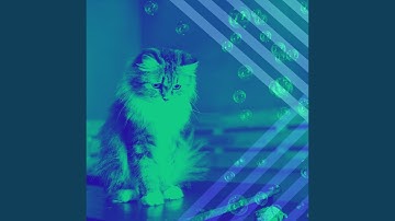 Stellar Moods for Lazy Cat Days