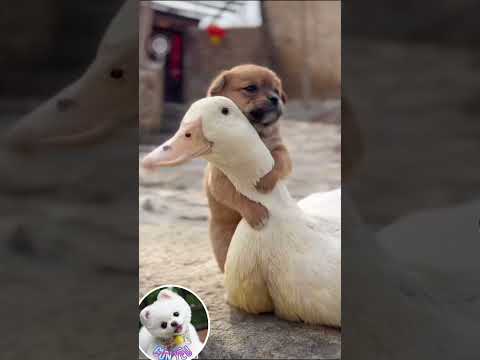 Video: Chó con