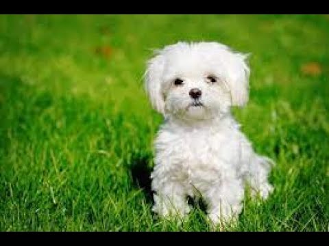 Каталог пород собак. Болоньез, или итальянская болонка (Bolognese dog, Bichon bolognese)