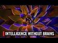 Intelligence Without Brains