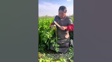 Harvesting Fresh Celery: From Field to Table