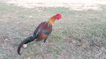 20 Saib qaibf1 ua kev lom zem nawb cov phooj ywg nyiam qaib qu 2024