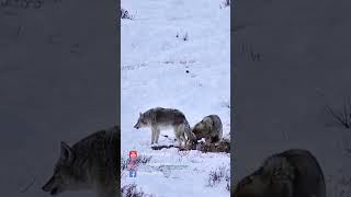 Coyote BATTLE ROYALE! Watch These Clever Canines DUKE it OUT For Dominance!
#coyotes #wildlifefight #fightingcoyotes
https://www.youtube.com/c/BWoodPhotography
https://www.bwoodphotography.com
To license footage please contact me at: becca@bwoodphotography.com
Coyote BATTLE ROYALE! Watch These Clever Canines DUKE it OUT For Dominance! #shorts
#yellowstonecanids #yellowstonewinter
Coyote BATTLE ROYALE! Watch These Clever Canines DUKE it OUT For Dominance! #shorts |
Coyotes Fighting for dominance | Coyotes fighting | Coyotes in Yellowstone National Park | Animals in Winter in Yellowstone | Canis latrans | Coyote (Canis latrans) | Wild coyotes fighting over food | Wild coyotes fighting | Yellowstone animals in winter | Winter survival in Yellowstone | Coyotes battling over food | Coyotes fighting over bison carcass | Yellowstone National Park Canids | Yellowstone National Park: Winter Wonderland |
🎵 Music in this video 🎵:
https://artlist.io/Becca-1378936
ALL IMAGES IN THIS VIDEO ARE COPYRIGHTED, ©Becca Wood - B. Wood Photography. No part of this video shall be downloaded, altered or reproduced in any way or by any means without the formal written permission of B. Wood Photography. All Rights Reserved
🎞️ My Gear:
Cameras 📷:
Canon 1 DX Mark III camera
Canon 1 DX
Canon 5d Mark II
GoPro 9 Black
GoPro 7 Silver
DJI Mavic Air 2
Lenses:
Canon EF 400mm f/2.8L IS II USM Lens
Canon EF 600mm f/4L IS III USM Lens
Canon EF 100-400mm f/4.5-5.6L IS II USM Lens
Canon EF 70-200mm f/2.8L IS II USM Lens
Canon EF 100mm f/2.8L Macro IS Usm Lens
Canon 1.4x Extender
Canon 2.0x III Extender
Gitzo carbon fiber tripod
Manfrotto tripod
Manfrotto monopod
Joby Gorilla Pod
Website: https://www.bwoodphotography.com
Celebrating Life Magazine: https://www.bwoodphotography.com/Products/Magazine
Social Media:
Facebook: @BWoodPhotos
Instagram: @bwoodphotography
God is in the details. Ludwig Mies van der Rohe Coyote BATTLE ROYALE! Watch These Clever Canines DUKE it OUT For Dominance!