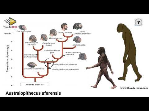 life science grade 12 assignment memo evolution