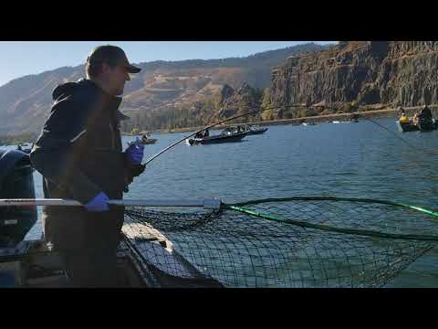Hover Fishing on