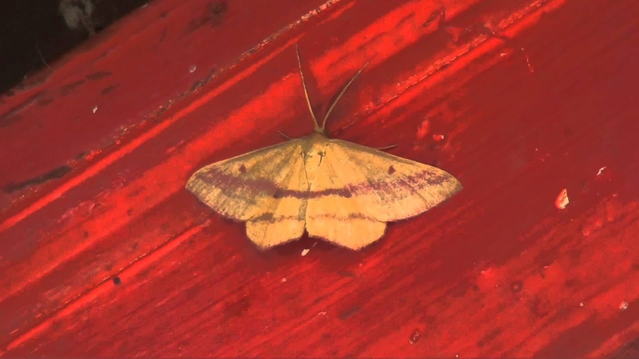 Chickweed Geometer Moth (Geometridae: Haematopis grataria) on Wall