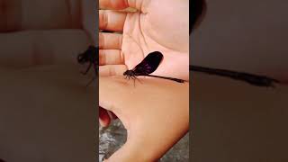 Pepatung Bhs. Melayu, Kinjeng Jawa Donggg