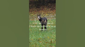 {قالت إن الملوك إذا دخلوا قرية افسدوها}، القارئ علي جابر