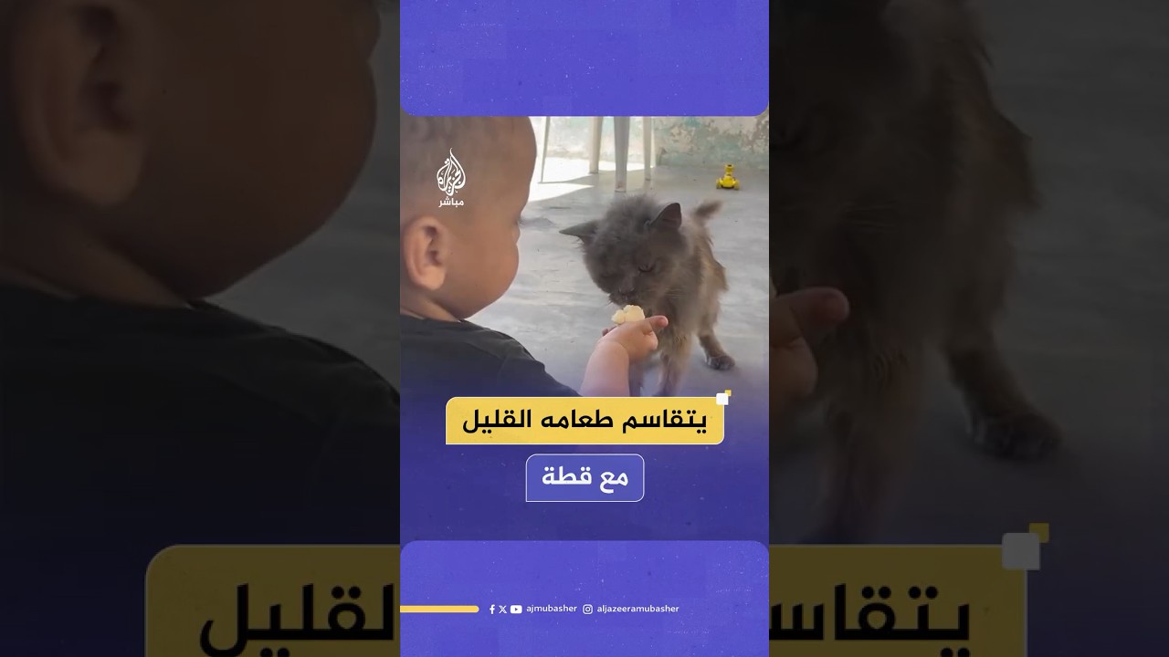 رضيع فلسطيني يتقاسم الطعام مع قطة في قطاع غزة