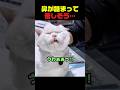 鼻炎で鼻づまりに苦しむ猫のケア方法 #猫 #猫動画 #猫のいる暮らし #猫好き #鼻炎猫