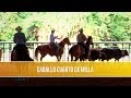 Caballo Cuarto de Milla - TvAgro por Juan Gonzalo Angel Restrepo