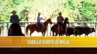 Caballo Cuarto de Milla  TvAgro por Juan Gonzalo Angel Restrepo