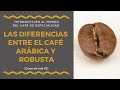 CAFÉ ARÁBICA vs. ROBUSTA (CANEPHORA) - las DIFERENCIAS [Lección 3/7]