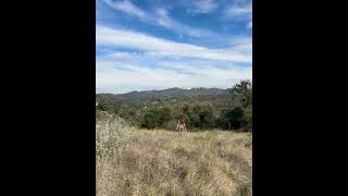 CeCe Rose, one with nature 🌳