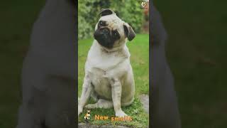 Ready To Become The Ultimate Puppy Parent? Dive Into The New Puppy Parent Playboo...