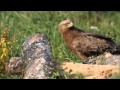 Orlik krzykliwy Aquila pomarina - Bieszczady