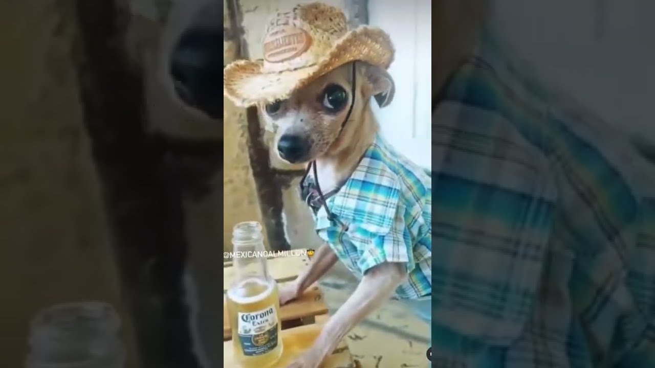 Funny Chihuahua Dressed Up Shorts Mexico
