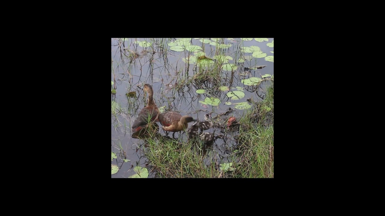 Whistling Duck Family in a Tranquil Wetland 