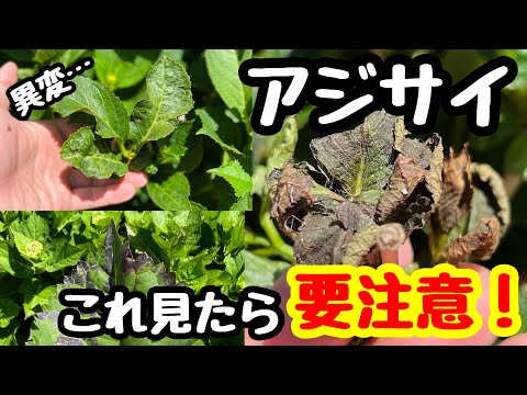 7月の紫陽花ケア、知っておくべき8つのポイント