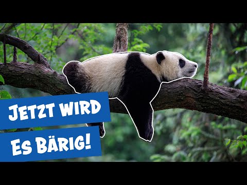 Spezialfolge: Die Pandas im Zoo Berlin I Panda, Gorilla & Co.