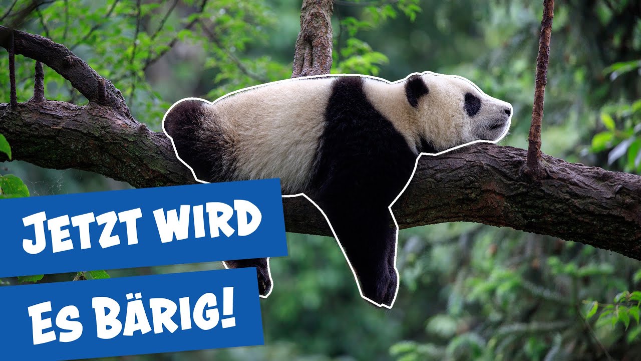 So lebt es sich als Pandabär im Zoo Berlin | Panda, Gorilla und Co.