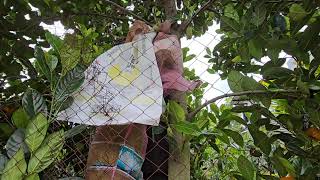 KEUNTUNGAN MENANAM POHON NANAGKA