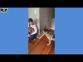 Hilarious Funny Dog Compilation| Cutest and Funniest Dogs Ever! Compilation #83 | Pet Comedia