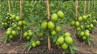 🔴LIVE: 100% Successful Lemon Trees Faster from Cuttings and Air Layering🍋