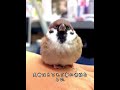 女性が仕事から帰宅すると #忘れてはいけない #animals #自然